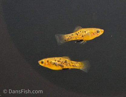 Catemaco Livebearer, Female