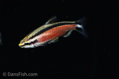 Cenepa Red Pencilfish