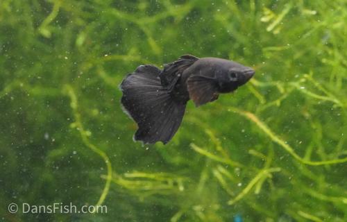 Charcoal Black Guppy, Pair (1M1F)