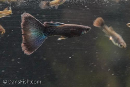 Charcoal Black Guppy, Pair (1M1F)