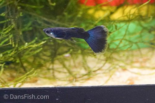 Charcoal Black Guppy, Pair (1M1F)