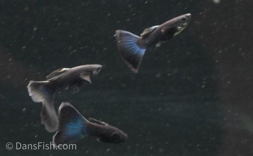 Charcoal Black Guppy, Pair (1M1F)