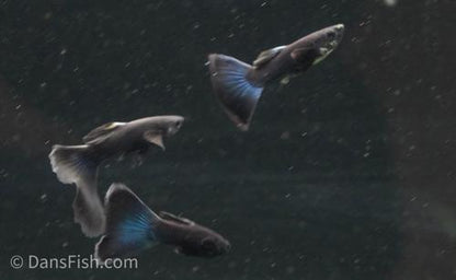 Charcoal Black Guppy, Pair (1M1F)