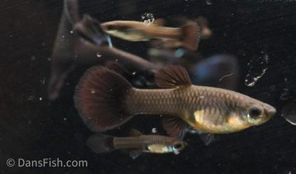 Charcoal Black Guppy, Pair (1M1F)