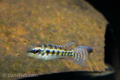 Checkerboard Cichlid