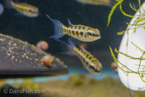 Checkerboard Cichlid