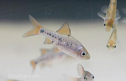 Checkered Barb