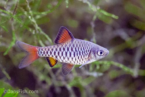 Checkered Barb
