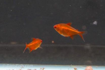 Cherry Red Tetra 'Muzel'