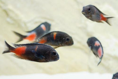 Cherry Spot Tropheus 'Bulu Point'