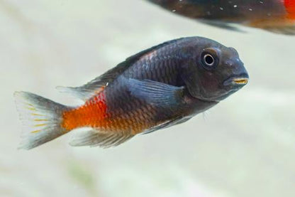 Cherry Spot Tropheus 'Bulu Point'