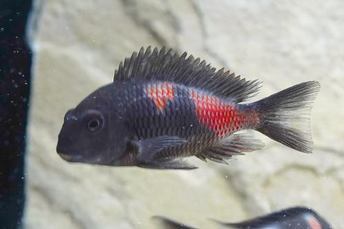 Cherry Spot Tropheus 'Bulu Point'