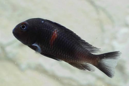 Cherry Spot Tropheus 'Bulu Point'