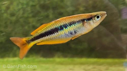 Chilatherina alleni "Wapoga" Red Form