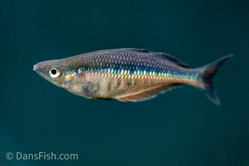 Chilatherina fasciata 'Lake Sentani'