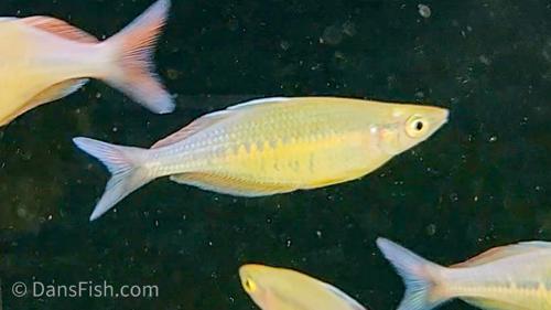 Chilatherina fasciata "Mamberamo"