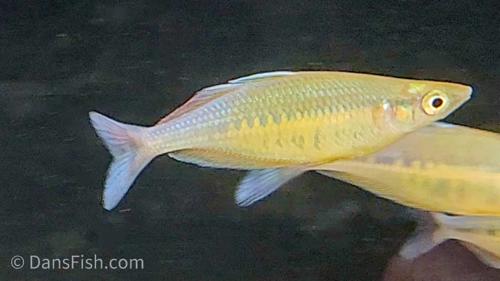 Chilatherina fasciata "Mamberamo"