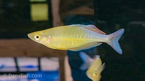 Chilatherina fasciata "Mamberamo"