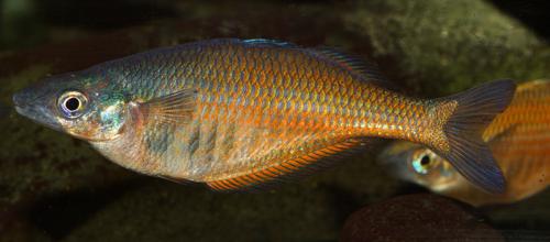 Chilatherina sentaniensis, Female