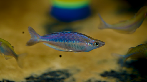 Chilatherina sp. "Kali Awalim"
