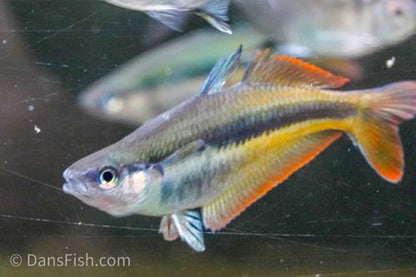 Chilatherina sp. Upper Tor