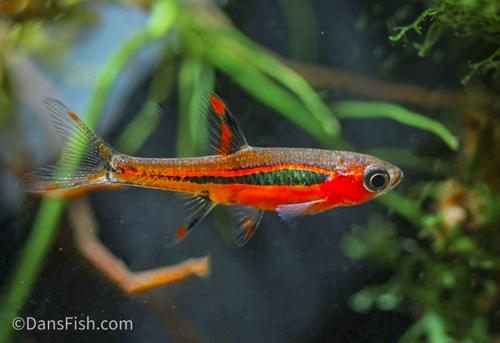 Chili Rasbora see note