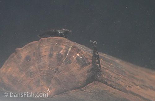 Chocolate Shrimp, (4 pack)