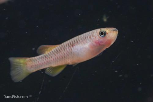 Cinnamon Killifish, Pair (1M1F)