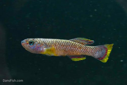 Cinnamon Killifish, Pair (1M1F)