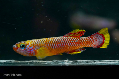 Cinnamon Killifish, Pair (1M1F)