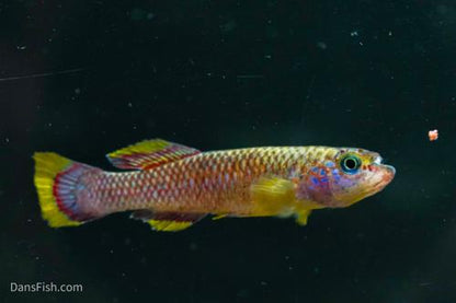 Cinnamon Killifish, Pair (1M1F)