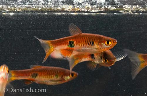 Clown Rasbora