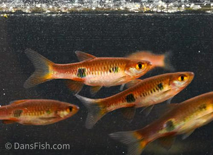 Clown Rasbora