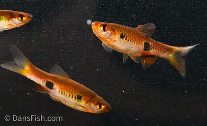 Clown Rasbora
