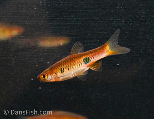Clown Rasbora