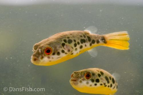 Congo Spotted Puffer see note