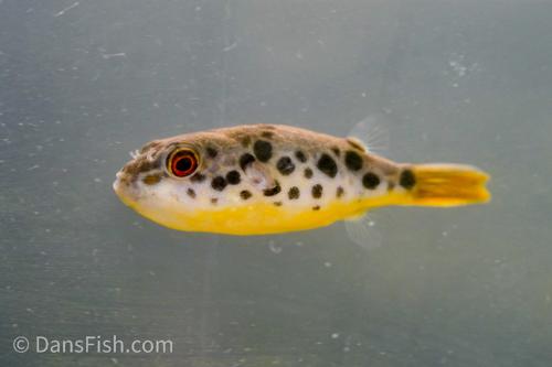 Congo Spotted Puffer see note