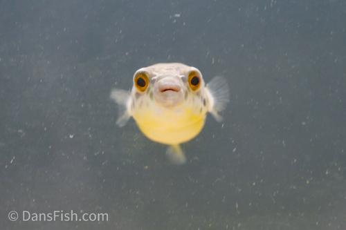 Congo Spotted Puffer see note