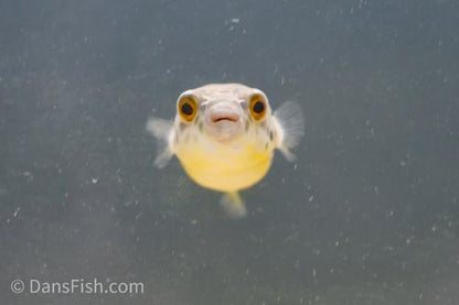 Congo Spotted Puffer see note