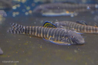 Cookies and Cream Hillstream Loach
