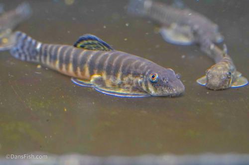 Cookies and Cream Hillstream Loach
