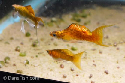 Fancy Copper Molly, Female