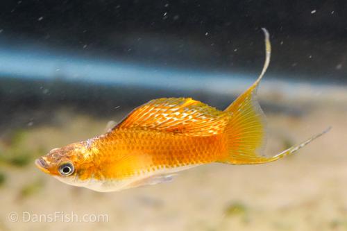 Fancy Copper Molly, Female