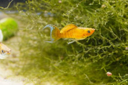 Fancy Copper Molly, Female
