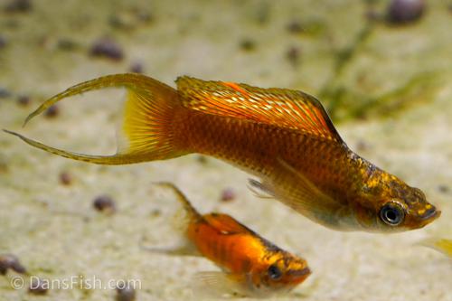 Fancy Copper Molly, Female