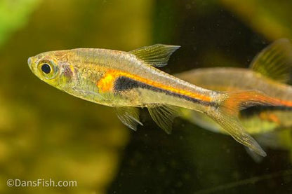 Copper Rasbora