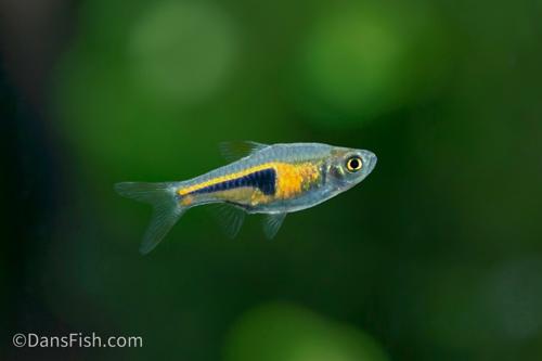 Copper Rasbora