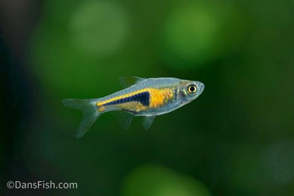 Copper Rasbora