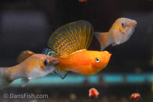 Copper Sailfin Molly, Pair (1M1F)