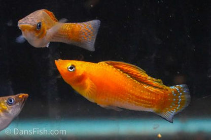 Copper Sailfin Molly, Pair (1M1F)